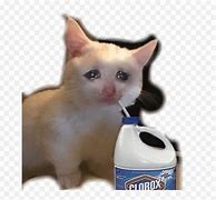 Image result for Cat with Clorox Meme