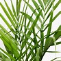 Image result for Areca Palm Indoor Plants