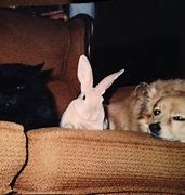Image result for Snuggle Bunnies Dog and Cat Memes
