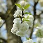 Image result for Prunus avium Plena