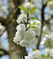 Bildergebnis für Prunus avium Broechemse