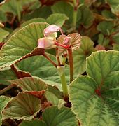 Image result for Begonia grandis evansiana