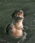 Image result for Alligator Spring Clips