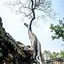 Image result for Angkor Wat Temple Tree