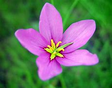 Image result for Pink Wildflower Cases