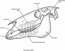 Image result for Animal Jaw Skeleton