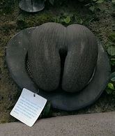 Image result for Biggest Seed in the World