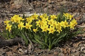 Image result for Narcissus Little Gem