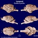 Image result for Pea Brain Tigers