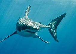 Image result for Great White Elation