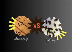 Image result for Mouse vs Bat Poop