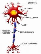 Image result for Neuron Pic