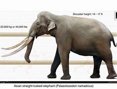 Image result for Mightest Elephant Ever