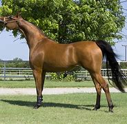 Image result for Thoroughbred Arabian-Cross