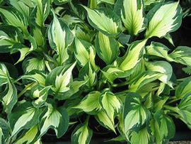 Image result for Hosta Whirlwind