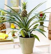 Image result for Pineapple Bonsai