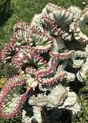 Image result for Coral Cactus