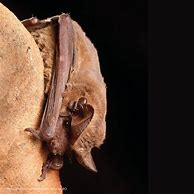 Image result for Colima Mexico Bats