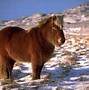 Image result for Iceland Horses