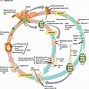 Image result for 5 Stage Plant Life Cycle