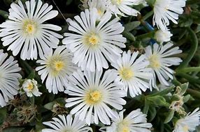 Image result for Delosperma Wheels of Wonder White Wonder