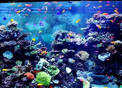 Image result for iPhone Live Motion Wallpaper Fish