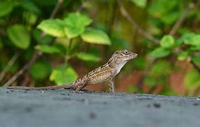 Image result for anolis_cybotes