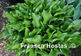 Image result for Hosta Harry Van Trier