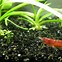 Image result for Shrimp Water