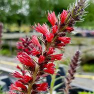 Echium amoenum Red Feathers-এর ছবি ফলাফল