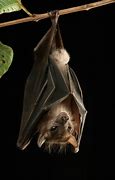 Image result for Hanging Bat