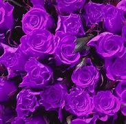 Image result for Purple Background with Rose Gold Font