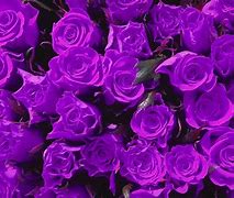 Image result for Purple Roses Images