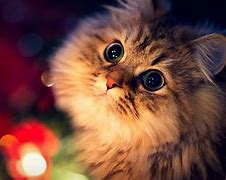 Image result for Cute PC Wallpaper