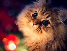 Image result for Cute Wallpaper for PC