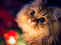 Image result for Cute Backgrounds for Computer
