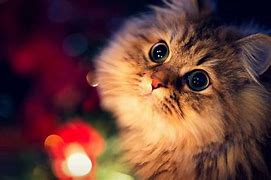 Image result for PC Wallpaper 1920X1080 Cute