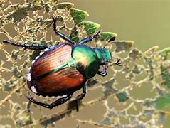 Image result for "japanese-beetle"