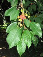 Bildergebnis für Prunus avium Reuzenkers