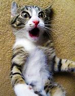Image result for Cat Shocked Funny Face