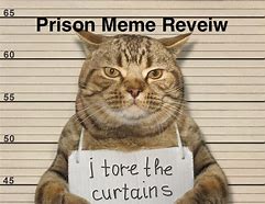 Image result for Cat Jail Meme