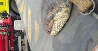 Image result for 30 Foot Anaconda