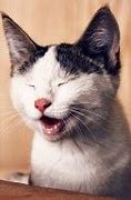 Image result for Cute Funny Cat Joke