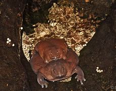 Image result for Purple Frog