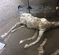 Image result for Pompeii Horse