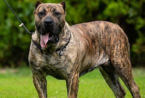 Image result for American Guard Dogs