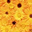 Image result for Pretty Flowers iPhone Wallpapers