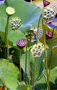Image result for Lotus Seed Head On Skin