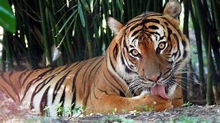 Image result for Man Attacked by Tiger at Naples Zoo