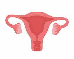 Image result for Ovary ClipArt